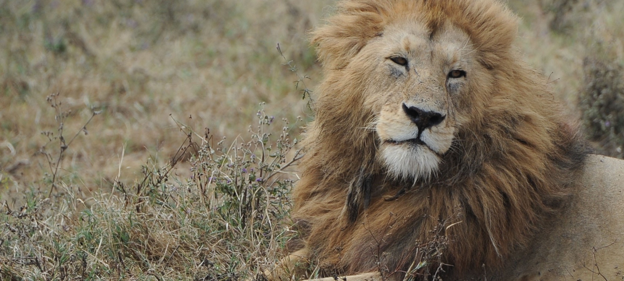 Ein L&ouml;we in einer Savanne