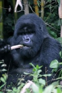 Gorilla Trekking-